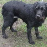 Pies do adopcji, Brodnica, 15 marca 2024