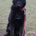 Pies do adopcji, Węgrowo, 8 lutego 2024