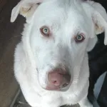 Pies do adopcji, Sosnowice, 28 lutego 2024