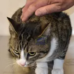 Kot do adopcji, Szczecin, 10 czerwca 2022