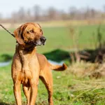 Cezar, duży pies WYŻEŁ mix o gołębim sercu!