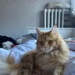 Zaginął kot, Łódź, 15 marca 2024