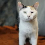 Znaleziono kota, Sosnowiec, 14 marca 2024