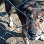 Pies do adopcji, Tatary, 7 lipca 2017