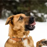 Znaleziono psa, Białystok, 20 listopada 2019