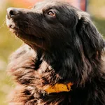 Pies do adopcji, Czartki, 15 marca 2024