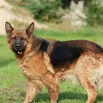 Margaret owczarek niemiecki