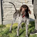 Znaleziono psa- Wólka Gołębska