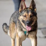 Pies do adopcji, Piła, 24 września 2023