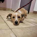 Nr: 98/2024 - Pies z Strzelin