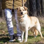 Pies do adopcji, Piła, 15 października 2023