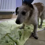 Nr: 97/2024 - Pies z Lubin Miasto