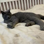 Zaginął kot, Łódź, 16 marca 2024