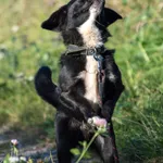 Pies do adopcji, Wysocko Wielkie, 16 marca 2024