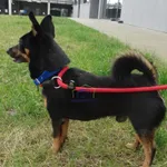 Znaleziono psa, Szczecin, 15 marca 2024