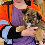 Znaleziono psa- Puławy