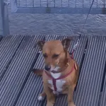 Zaginął pies, Łódź, 16 marca 2024