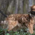 Pies poz. 24/0170 rezerwacja