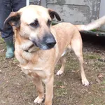 London to duży pies przywieziony w dniu 06.02.2024r,dorosły, kontaktowy, uległy