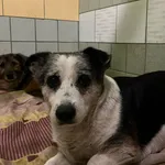 12836/50/24 George- data przyjęcia - 15.03.2024