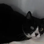 KOTKA Z INTERWENCJI 18.03.2024