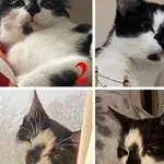 Zaginął kot, Łódź, 17 marca 2024