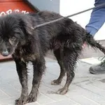 Znaleziono psa, Oborniki, 15 marca 2024