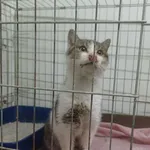 Znaleziono kota, Racławice, 15 marca 2024