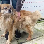 Znaleziono psa, Racławice, 15 marca 2024