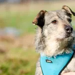 Dżinks, mix sznaucerka odmieni cały Twój świat!