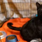 Znaleziono kota, Wałbrzych, 17 marca 2024