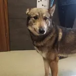 Przyjęty: 2024-03-17 Gmina: Kalwaria Zebrzydowska Płeć: Pies Opis: mieszaniec, wilcze