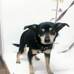 Bytom mieszaniec czarny podpalany pies 98/2023