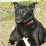 Znaleziono psa, Grudziądz, 30 października 2023