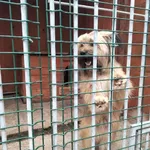 Znaleziono psa, Młodolino, 16 marca 2024