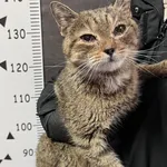 Przyjęty: 2024-03-19 Gmina: Libiąż Płeć: Kotka Opis: europejska, bura