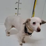 Knurów 616093900515925 mieszaniec biała suka 62/2023