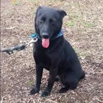 Znaleziono psa, Grudziądz, 30 października 2023