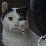 Kot do adopcji, Chełmek, 20 października 2023