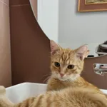 Zaginął kot, Toruń, 20 marca 2024