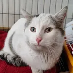 Znaleziono kota, Toruń, 16 marca 2024