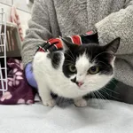 Kocurek poz. 24/092/K