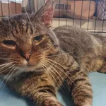 Kocurek poz. 24/089/K