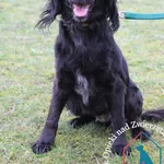 Honzia 113/24 – ADOPTOWANA 🙂