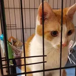 Kocurek poz. 24/088/K