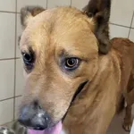 Znaleziono psa, Toruń, 16 marca 2024