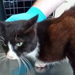 Nr: 102/2024 - Kot z Jawor