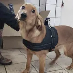 Znaleziono psa, Toruń, 17 marca 2024