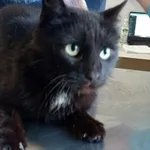 Nr: 100/2024 - Kot z Jawor