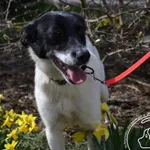 Pies do adopcji, Chełmek, 21 grudnia 2023